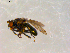  ( - 10PROBE-09818)  @12 [ ] CreativeCommons - Attribution (2011) CBG Photography Group Centre for Biodiversity Genomics
