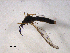  ( - 10PROBE-09832)  @12 [ ] CreativeCommons - Attribution (2011) CBG Photography Group Centre for Biodiversity Genomics