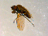  ( - 10PROBE-09849)  @12 [ ] CreativeCommons - Attribution (2011) CBG Photography Group Centre for Biodiversity Genomics