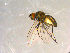  ( - 10PROBE-09850)  @13 [ ] CreativeCommons - Attribution (2011) CBG Photography Group Centre for Biodiversity Genomics