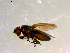  ( - 10PROBE-09853)  @13 [ ] CreativeCommons - Attribution (2011) CBG Photography Group Centre for Biodiversity Genomics