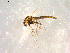  ( - 10PROBE-09891)  @12 [ ] CreativeCommons - Attribution (2011) CBG Photography Group Centre for Biodiversity Genomics