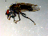  ( - 10PROBE-10035)  @13 [ ] CreativeCommons - Attribution (2011) CBG Photography Group Centre for Biodiversity Genomics