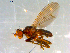  (Pherbellia sp. TAW06 - 10PROBE-10037)  @12 [ ] CreativeCommons - Attribution (2011) CBG Photography Group Centre for Biodiversity Genomics