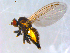  ( - 10PROBE-10102)  @13 [ ] CreativeCommons - Attribution (2011) CBG Photography Group Centre for Biodiversity Genomics