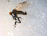  ( - 10PROBE-10106)  @12 [ ] CreativeCommons - Attribution (2011) CBG Photography Group Centre for Biodiversity Genomics