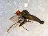  ( - 10PROBE-10107)  @13 [ ] CreativeCommons - Attribution (2011) CBG Photography Group Centre for Biodiversity Genomics