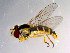  ( - 10PROBE-10223)  @13 [ ] CreativeCommons - Attribution (2011) CBG Photography Group Centre for Biodiversity Genomics