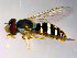 ( - 10PROBE-10224)  @13 [ ] CreativeCommons - Attribution (2011) CBG Photography Group Centre for Biodiversity Genomics