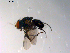  ( - 10PROBE-10225)  @12 [ ] CreativeCommons - Attribution (2011) CBG Photography Group Centre for Biodiversity Genomics