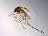  ( - 10PROBE-10229)  @13 [ ] CreativeCommons - Attribution (2011) CBG Photography Group Centre for Biodiversity Genomics