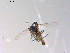 ( - 10PROBE-10236)  @13 [ ] CreativeCommons - Attribution (2011) CBG Photography Group Centre for Biodiversity Genomics
