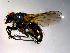  ( - 10PROBE-10244)  @12 [ ] CreativeCommons - Attribution (2011) CBG Photography Group Centre for Biodiversity Genomics