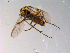  ( - 10PROBE-10259)  @13 [ ] CreativeCommons - Attribution (2011) CBG Photography Group Centre for Biodiversity Genomics
