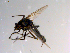  ( - 10PROBE-10260)  @13 [ ] CreativeCommons - Attribution (2011) CBG Photography Group Centre for Biodiversity Genomics