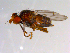  (Pherbellia sp. TAW04 - 10PROBE-10272)  @13 [ ] CreativeCommons - Attribution (2011) CBG Photography Group Centre for Biodiversity Genomics