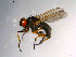  ( - 10PROBE-10286)  @13 [ ] CreativeCommons - Attribution (2011) CBG Photography Group Centre for Biodiversity Genomics