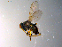  ( - 10PROBE-10375)  @13 [ ] CreativeCommons - Attribution (2011) CBG Photography Group Centre for Biodiversity Genomics