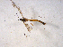  ( - 10PROBE-10383)  @12 [ ] CreativeCommons - Attribution (2011) CBG Photography Group Centre for Biodiversity Genomics