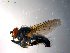  ( - 10PROBE-10385)  @13 [ ] CreativeCommons - Attribution (2011) CBG Photography Group Centre for Biodiversity Genomics