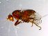  ( - 10PROBE-10453)  @13 [ ] CreativeCommons - Attribution (2011) CBG Photography Group Centre for Biodiversity Genomics