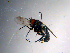  ( - 10PROBE-10463)  @12 [ ] CreativeCommons - Attribution (2011) CBG Photography Group Centre for Biodiversity Genomics
