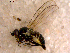 ( - 10PROBE-10544)  @12 [ ] CreativeCommons - Attribution (2011) CBG Photography Group Centre for Biodiversity Genomics