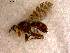  ( - 10PROBE-10555)  @12 [ ] CreativeCommons - Attribution (2011) CBG Photography Group Centre for Biodiversity Genomics