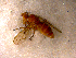  ( - 10PROBE-10567)  @13 [ ] CreativeCommons - Attribution (2011) CBG Photography Group Centre for Biodiversity Genomics