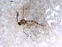  ( - 10PROBE-10684)  @13 [ ] CreativeCommons - Attribution (2011) CBG Photography Group Centre for Biodiversity Genomics