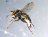  ( - 10PROBE-10691)  @12 [ ] CreativeCommons - Attribution (2011) CBG Photography Group Centre for Biodiversity Genomics