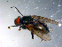  ( - 10PROBE-10693)  @12 [ ] CreativeCommons - Attribution (2011) CBG Photography Group Centre for Biodiversity Genomics