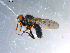  ( - 10PROBE-10726)  @13 [ ] CreativeCommons - Attribution (2011) CBG Photography Group Centre for Biodiversity Genomics
