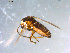  ( - 10PROBE-10735)  @13 [ ] CreativeCommons - Attribution (2011) CBG Photography Group Centre for Biodiversity Genomics