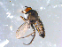  ( - 10PROBE-10756)  @12 [ ] CreativeCommons - Attribution (2011) CBG Photography Group Centre for Biodiversity Genomics