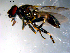  ( - 10PROBE-10808)  @12 [ ] CreativeCommons - Attribution (2011) CBG Photography Group Centre for Biodiversity Genomics
