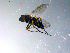  ( - 10PROBE-10855)  @13 [ ] CreativeCommons - Attribution (2011) CBG Photography Group Centre for Biodiversity Genomics