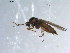  ( - 10PROBE-10869)  @12 [ ] CreativeCommons - Attribution (2011) CBG Photography Group Centre for Biodiversity Genomics