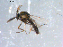  ( - 10PROBE-10878)  @13 [ ] CreativeCommons - Attribution (2011) CBG Photography Group Centre for Biodiversity Genomics