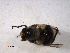  ( - 10PROBE-10888)  @13 [ ] CreativeCommons - Attribution (2011) CBG Photography Group Centre for Biodiversity Genomics