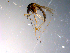  ( - 10PROBE-10900)  @13 [ ] CreativeCommons - Attribution (2011) CBG Photography Group Centre for Biodiversity Genomics