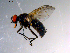  ( - 10PROBE-10918)  @13 [ ] CreativeCommons - Attribution (2011) CBG Photography Group Centre for Biodiversity Genomics