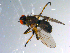  ( - 10PROBE-10944)  @13 [ ] CreativeCommons - Attribution (2011) CBG Photography Group Centre for Biodiversity Genomics