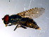  ( - 10PROBE-10967)  @13 [ ] CreativeCommons - Attribution (2011) CBG Photography Group Centre for Biodiversity Genomics