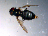  ( - 10PROBE-10992)  @13 [ ] CreativeCommons - Attribution (2011) CBG Photography Group Centre for Biodiversity Genomics