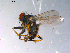  ( - 10PROBE-10995)  @13 [ ] CreativeCommons - Attribution (2011) CBG Photography Group Centre for Biodiversity Genomics