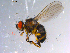  ( - 10PROBE-11001)  @14 [ ] CreativeCommons - Attribution (2011) CBG Photography Group Centre for Biodiversity Genomics