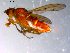  ( - 10PROBE-11019)  @13 [ ] CreativeCommons - Attribution (2011) CBG Photography Group Centre for Biodiversity Genomics
