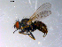  ( - 10PROBE-11021)  @14 [ ] CreativeCommons - Attribution (2011) CBG Photography Group Centre for Biodiversity Genomics