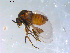 (Metacnephia saskatchewana - 10PROBE-11076)  @14 [ ] CreativeCommons - Attribution (2011) CBG Photography Group Centre for Biodiversity Genomics